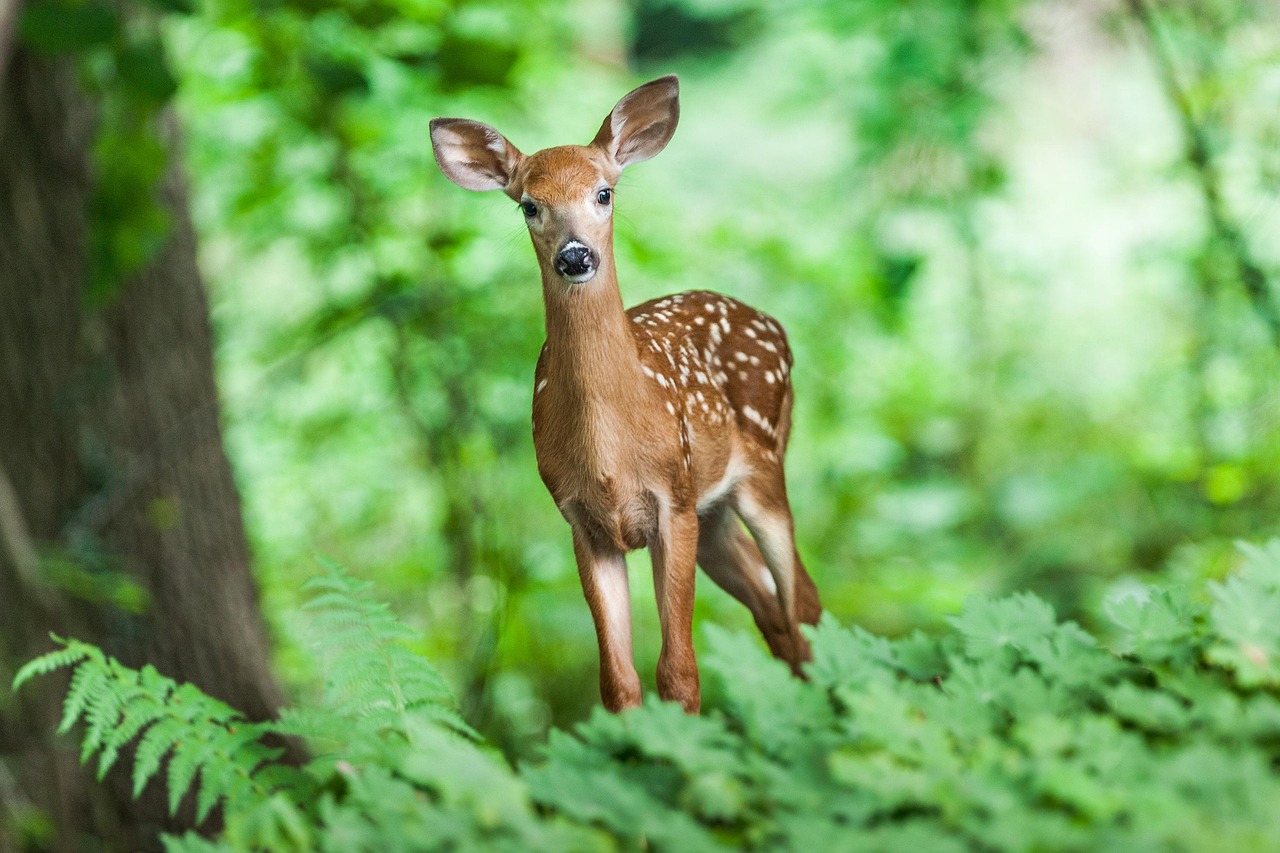 Biologisch afbreekbare verf in natuurtinten voor buiten. Biologisch afbreekbare verf in natuurtinten voor buiten.