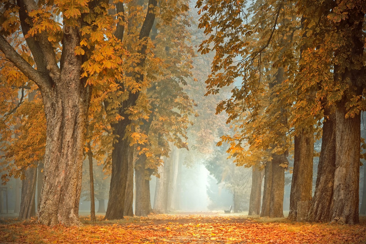 Herfstbladeren in rijke, warme kleuren.