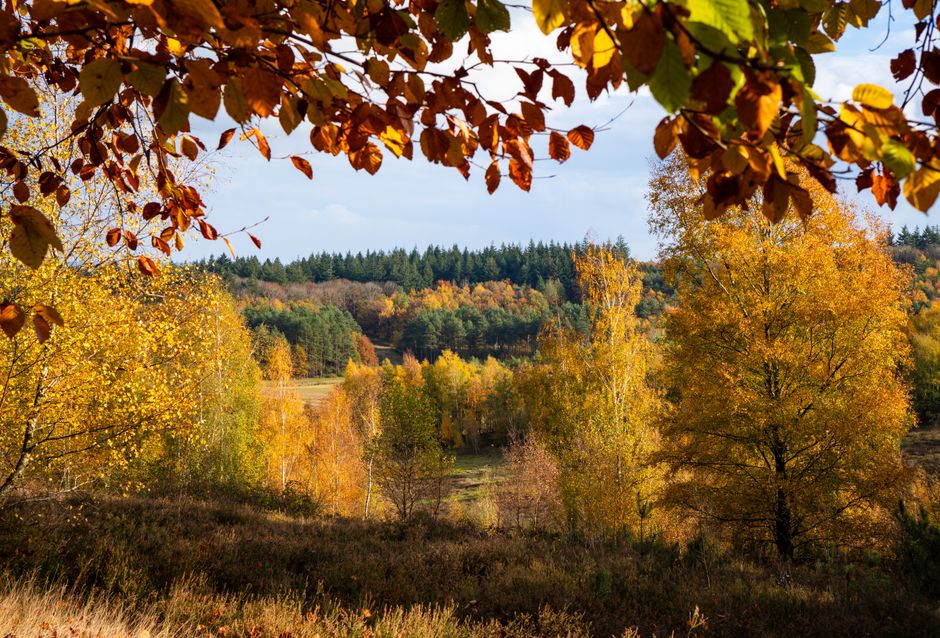 Kleurrijke herfstdecoratie met aardetinten.